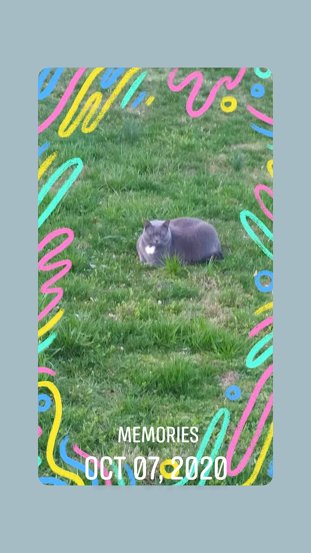 Teacup is registered to the contest to win money with this photo: advertising, circle, flooring, font, grass, grassland, groundcover, lawn, logo, magenta, paper_product, pattern, paw, photo_caption, rectangle, rug, tail, terrestrial_animal, wildlife