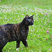 Chataigne participe au concours pour gagner de l'argent avec cette photo : cat, tortoiseshell, animal, meadow, grass, flowers, greenery, nature, outdoor, pet, cute, looking, alert, fur, small_animal, wildflowers, summer, daylight, profile, mammal