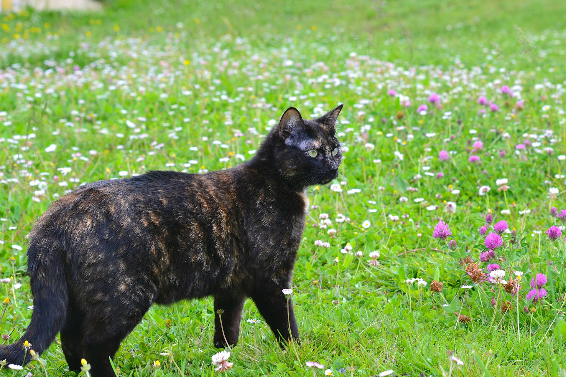 Chataigne participe au concours pour gagner de l'argent avec cette photo : cat, tortoiseshell, animal, meadow, grass, flowers, greenery, nature, outdoor, pet, cute, looking, alert, fur, small_animal, wildflowers, summer, daylight, profile, mammal