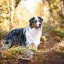 Oslo a rejoint le concours — aidez-le/la à gagner de superbes lots ! dog, australian_shepherd, forest, path, autumn, foliage, nature, outdoor, animal, pet, canine, fur, standing, wildlife, brown, white, black, green, sunlight, bokeh