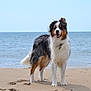 dog, australian_shepherd, beach, sand, ocean, water, animal, pet, outdoor, happy, fur, standing, nature, sea, sky, canine, mammal, collar, daytime, waves