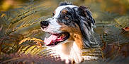 Oslo a rejoint le concours — aidez-le/la à gagner de superbes lots ! dog, australian_shepherd, animal, nature, fern, autumn, outdoor, pet, tongue_out, happy, fur, portrait, closeup, leaf, forest, sunlight, brown, white, black, green