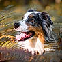 dog, australian_shepherd, animal, nature, fern, autumn, outdoor, pet, tongue_out, happy, fur, portrait, closeup, leaf, forest, sunlight, brown, white, black, green