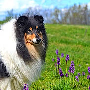 Phoebe a rejoint le concours — aidez-le/la à gagner de superbes lots ! animal, black_and_white, canine, collie, daylight, dog, field, flowers, fluffy, fur, grass, greenery, meadow, nature, outdoor, pet, portrait, purple_flowers, standing, sunny
