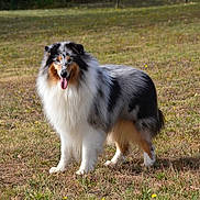 Thémis a rejoint le concours — aidez-le/la à gagner de superbes lots ! alert, animal, animal_portrait, beautiful, canine, collie, daylight, dog, field, fluffy, friendly, fur, grass, happy, mammal, nature, outdoor, pet, standing, tongue