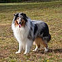 alert, animal, animal_portrait, beautiful, canine, collie, daylight, dog, field, fluffy, friendly, fur, grass, happy, mammal, nature, outdoor, pet, standing, tongue