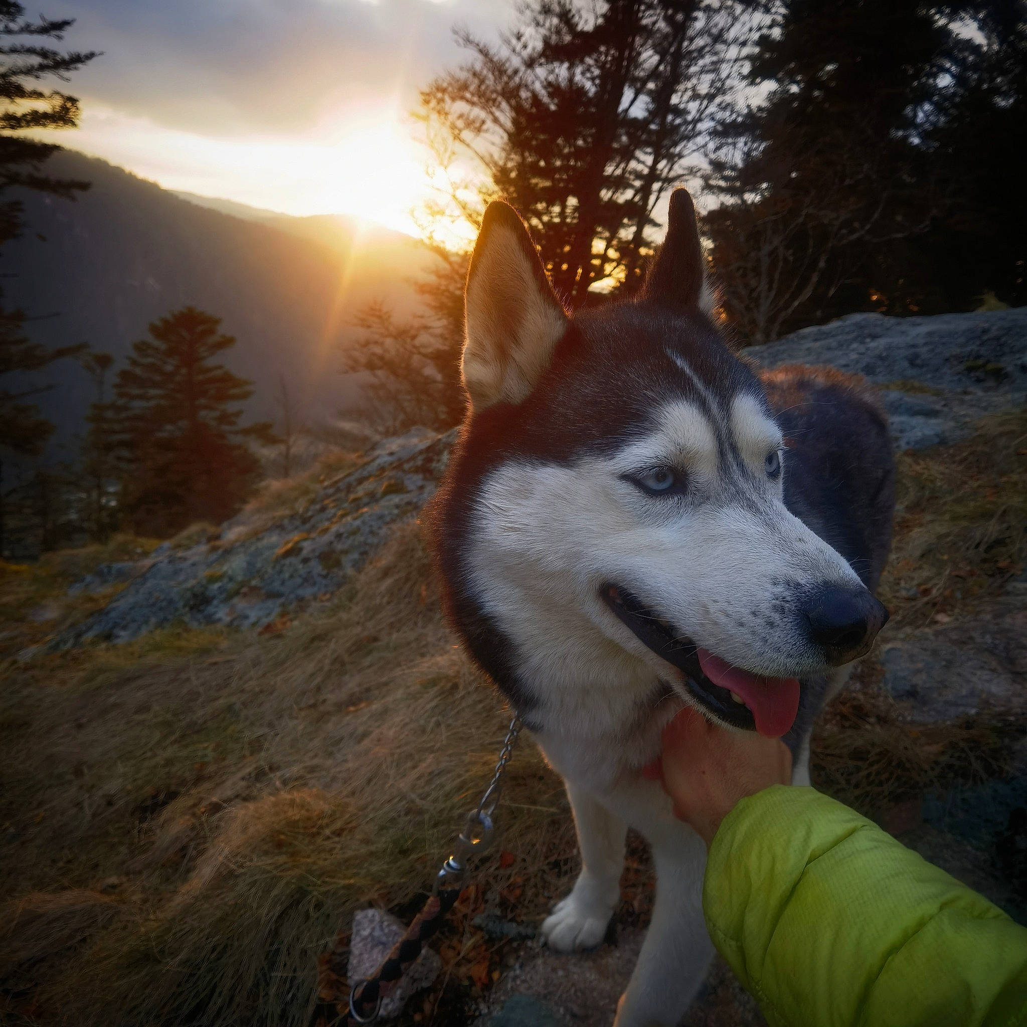 Alpha a rejoint le concours — aidez-le/la à gagner de superbes lots ! carnivore, cloud, companion_dog, dog, dog_breed, grass, landscape, lens_flare, mountain, plant, sky, sled_dog, sporting_group, sun, sunlight, sunrise, tail, tree, winter, working_dog