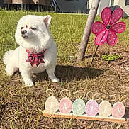 Maggie is registered to the contest to win money with this photo: bow_tie, chair, cute, decoration, dog, easter_eggs, flower_decoration, grass, hammock, holiday, house, outdoor, patio, pet, small_dog, spring, sunny, table, white_dog, yard