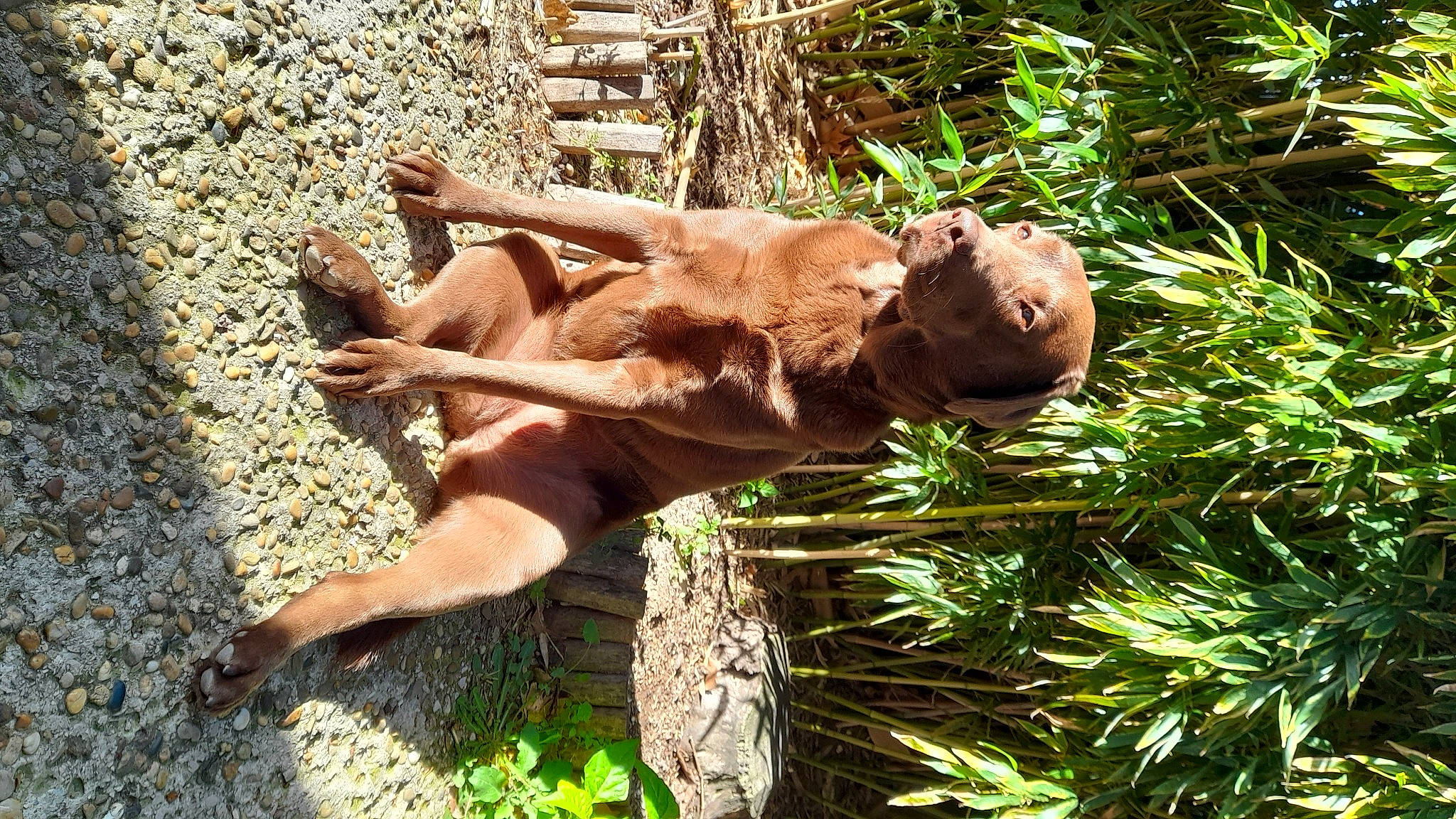 Litchie participe au concours pour gagner de l'argent avec cette photo : art, big_cats, canidae, dog_breed, fawn, felidae, grass, human_leg, liver, plant, recreation, sculpture, soil, sporting_group, terrestrial_animal, tree, trunk, wildlife, wood, working_animal