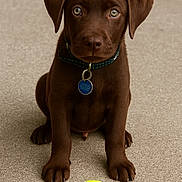 Gino a rejoint le concours — aidez-le/la à gagner de superbes lots ! puppy, dog, chocolate_brown, tennis_ball, pet, animal, cute, sitting, collar, indoor, carpet, young, playful, looking, adorable, domestic, fur, canine, front_view, eyes