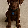 puppy, dog, chocolate_brown, tennis_ball, pet, animal, cute, sitting, collar, indoor, carpet, young, playful, looking, adorable, domestic, fur, canine, front_view, eyes