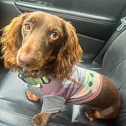 Benny joined the competition — help win amazing prizes! animal, brown_dog, car, car_interior, car_seat, close_up, collar, companion_animal, cute, dog, dog_clothing, floppy_ears, leather_seat, long_ears, looking_at_camera, pet, portrait, shirt, sitting, travel