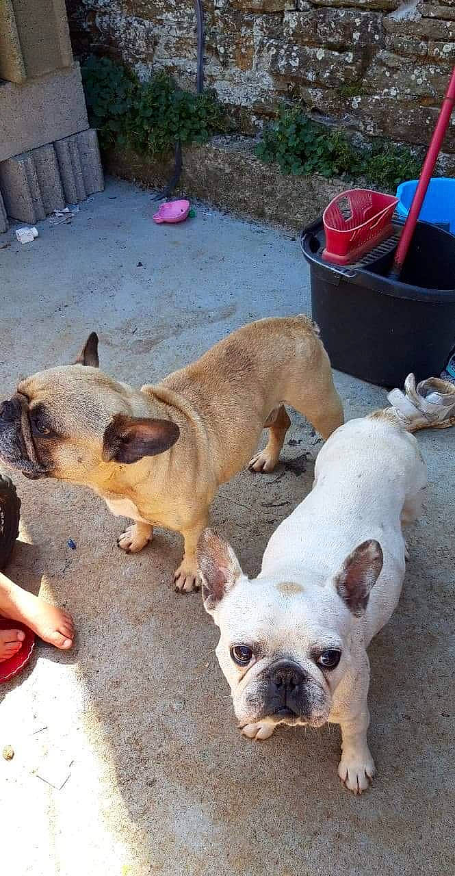 Helliot a rejoint le concours — aidez-le/la à gagner de superbes lots ! american_bulldog, australian_bulldog, bulldog, canidae, carnivore, companion_dog, dog, dog_breed, dorset_olde_tyme_bulldogge, fawn, french_bulldog, mammal, non_sporting_group, old_english_bulldog, olde_english_bulldogge, pug, snout, toy_bulldog, vertebrate