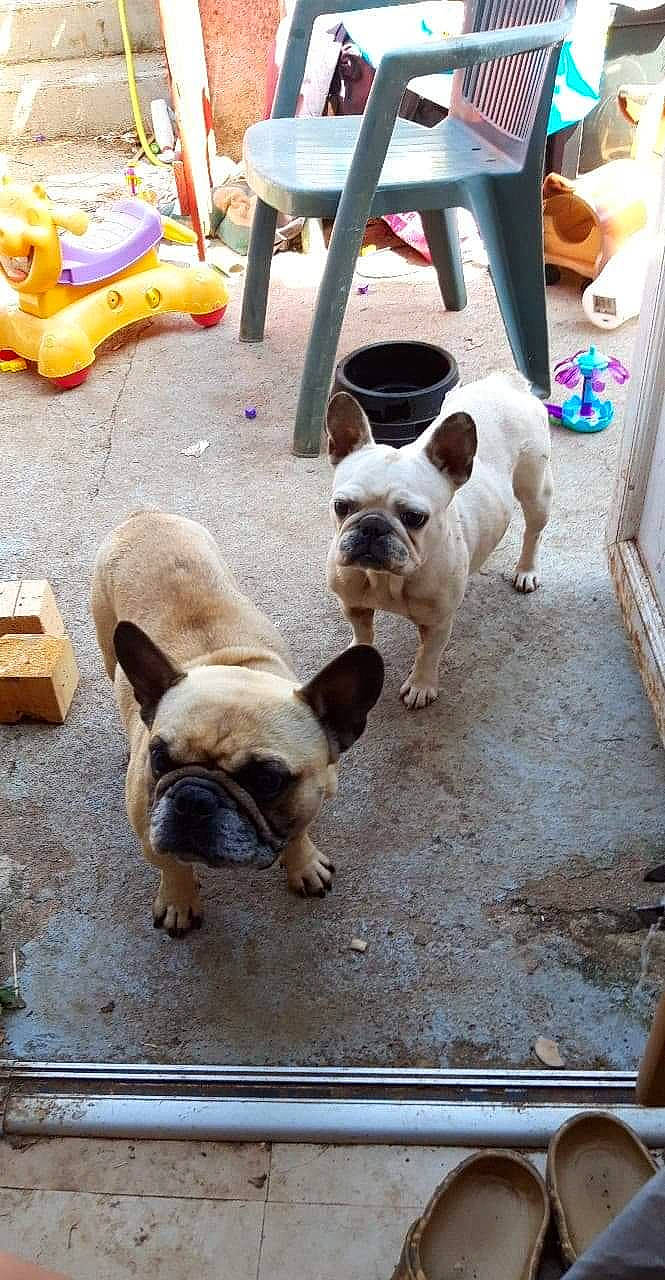 Jolia a rejoint le concours — aidez-le/la à gagner de superbes lots ! american_bulldog, bulldog, canidae, carnivore, companion_dog, dog, dog_breed, fawn, french_bulldog, non_sporting_group, old_english_bulldog, pug, puppy, snout, sporting_group, toy_dog