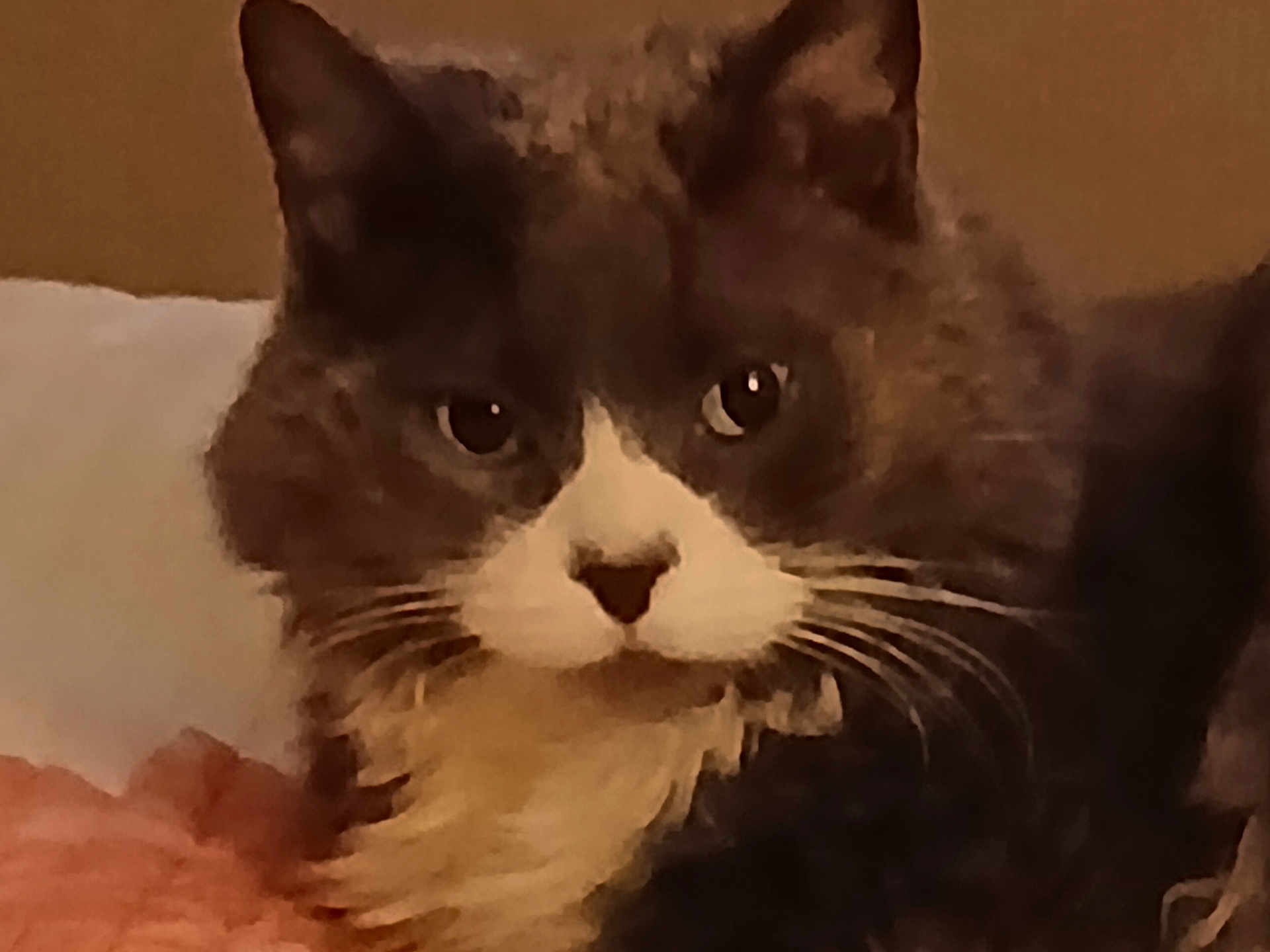 Marcel participe au concours pour gagner de l'argent avec cette photo : cat, close_up, feline, whiskers, fur, gray, white, pet, animal, indoor, portrait, face, cute, domestic_animal, looking, calm, mammal, soft, ears, eyes