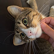 Tiger joined the competition — help win amazing prizes! adorable, cat, chin_scratches, close_up, couch, cozy, cute, fur, green_eyes, hand, human_interaction, indoor, looking_up, paws, pet, pink_nose, portrait, relaxed, tabby, whiskers
