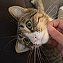 cat, tabby, pet, whiskers, green_eyes, pink_nose, close_up, portrait, hand, couch, indoor, cozy, fur, paws, relaxed, cute, chin_scratches, looking_up, human_interaction, adorable
