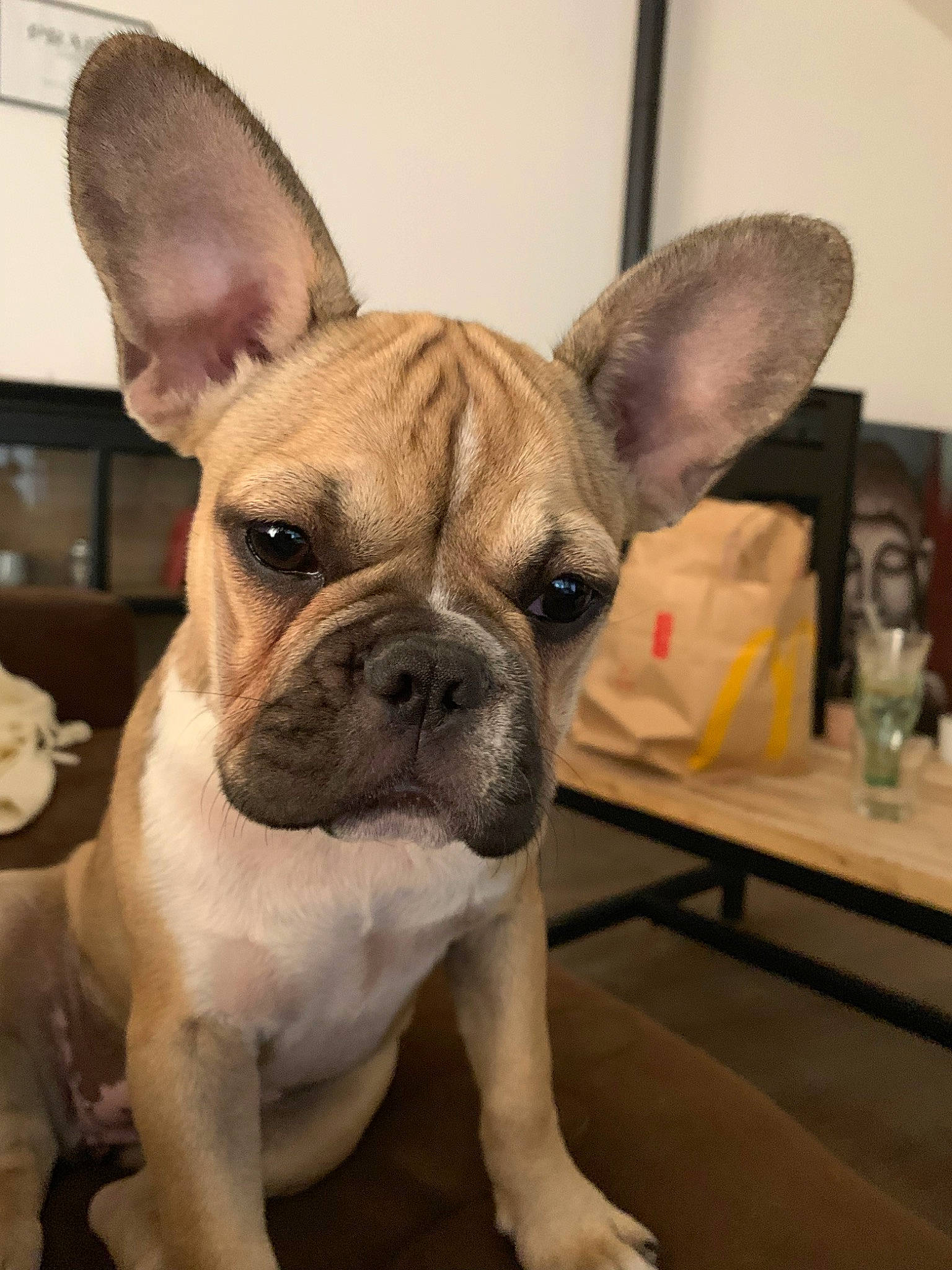 Pearl participe au concours pour gagner de l'argent avec cette photo : bulldog, canidae, carnivore, companion_dog, dog, dog_breed, ear, fawn, french_bulldog, mammal, non_sporting_group, nose, old_english_bulldog, olde_english_bulldogge, puppy, rare_breed_dog, snout, toy_bulldog, vertebrate, whiskers