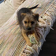 Simea joined the competition — help win amazing prizes! animal, blanket, comfort, couch, cute, dog, domestic_animal, floor, fringe, fur, home, indoor, knitted_blanket, paw, pet, playful, puppy, small_dog, wood_floor, young_dog