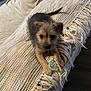 animal, blanket, comfort, couch, cute, dog, domestic_animal, floor, fringe, fur, home, indoor, knitted_blanket, paw, pet, playful, puppy, small_dog, wood_floor, young_dog