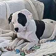 Lainey is registered to the contest to win money with this photo: bedding, black_and_white, blanket, close_up, couch, cozy, dog, ears, furniture, home, indoor, nose, paw, pet_dog, portrait, puppy, quilt, resting, sleepy, sofa