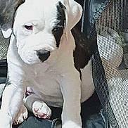 Lainey is registered to the contest to win money with this photo: puppy, dog, white, black, pet, animal, cute, young, canine, mesh, crate, resting, indoor, fur, paw, sleepy, closeup, portrait, adorable, companion