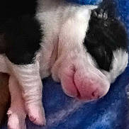 Kane is registered to the contest to win money with this photo: animal, bedding, black_and_white, blanket, blue_blanket, closeup, domestic_animal, fur, macro, nap, newborn, paw, pet, pink_nose, puppy, sleeping, sleepy, snout, soft, tiny_paws