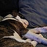 Kane is registered to the contest to win money with this photo: brindle_coat, close_up, companion, couch, cozy, dog, domestic, fur, indoor, living_room, nap, paw, pet, pillow, relaxed, resting, sleep, sleeping, snout, sofa