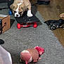 Luna is registered to the contest to win money with this photo: bulldog, puppy, skateboard, person, carpet, plush_toy, indoor, floor, hand, clothing, backpack, wooden_floor, toy, pet, animal, playful, leash, casual, home, holding
