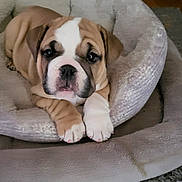 Luna joined the competition — help win amazing prizes! dog, puppy, bulldog, bed, pet, animal, cute, indoor, carpet, fur, young, resting, looking, face, ears, paws, cozy, soft, domestic, companion