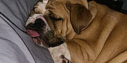 Luna joined the competition — help win amazing prizes! dog, bulldog, sleeping, bed, blanket, tongue_out, indoor, nightstand, clock, water_bottle, brown, white, pet, cute, resting, cozy, animal, fur, closeup, relaxation