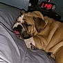 dog, bulldog, sleeping, bed, blanket, tongue_out, indoor, nightstand, clock, water_bottle, brown, white, pet, cute, resting, cozy, animal, fur, closeup, relaxation