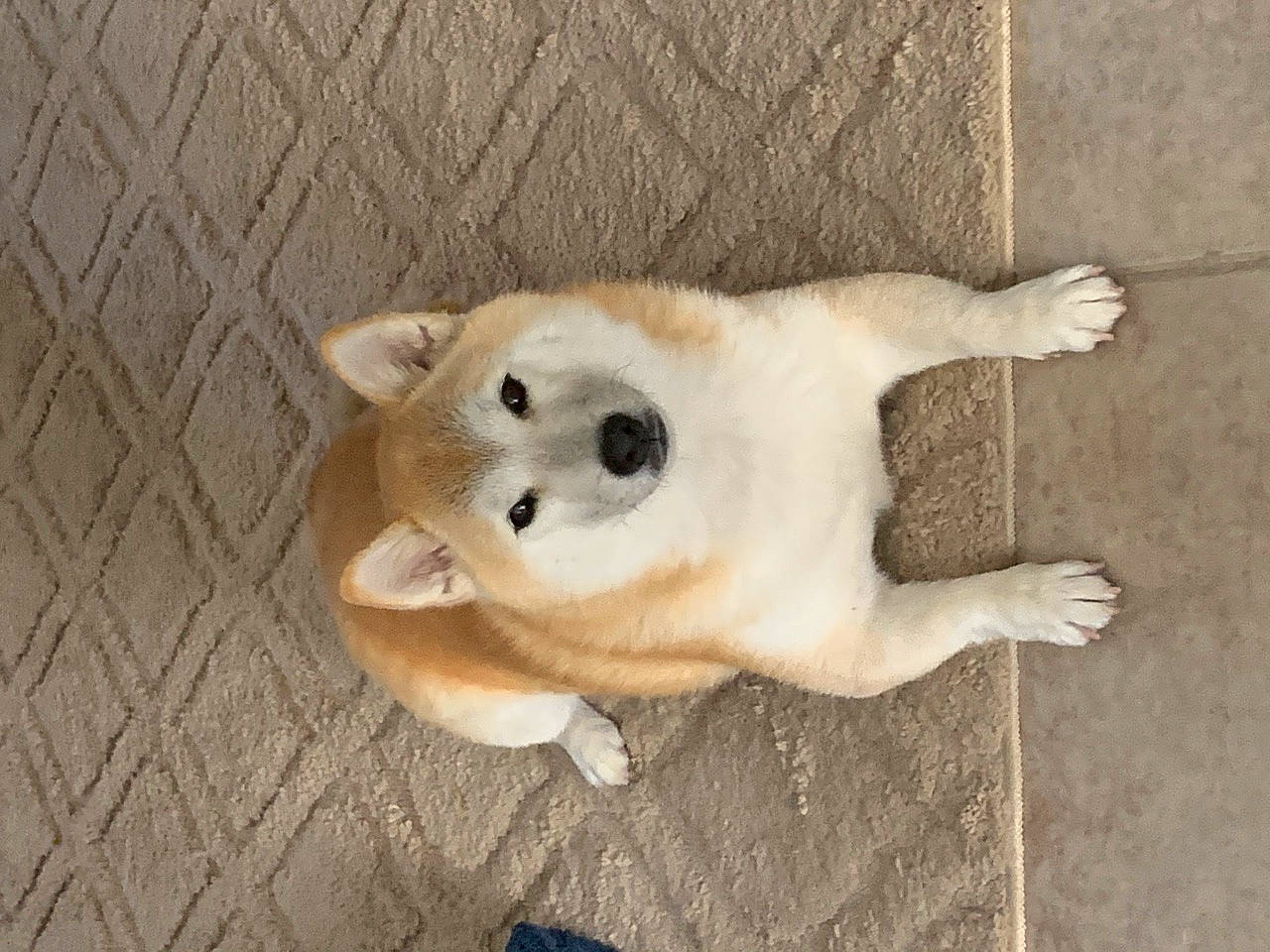 Ichi is registered to the contest to win money with this photo: beige, cat, fawn, felidae, fur, small_to_medium_sized_cats, snout, tail, terrestrial_animal, whiskers