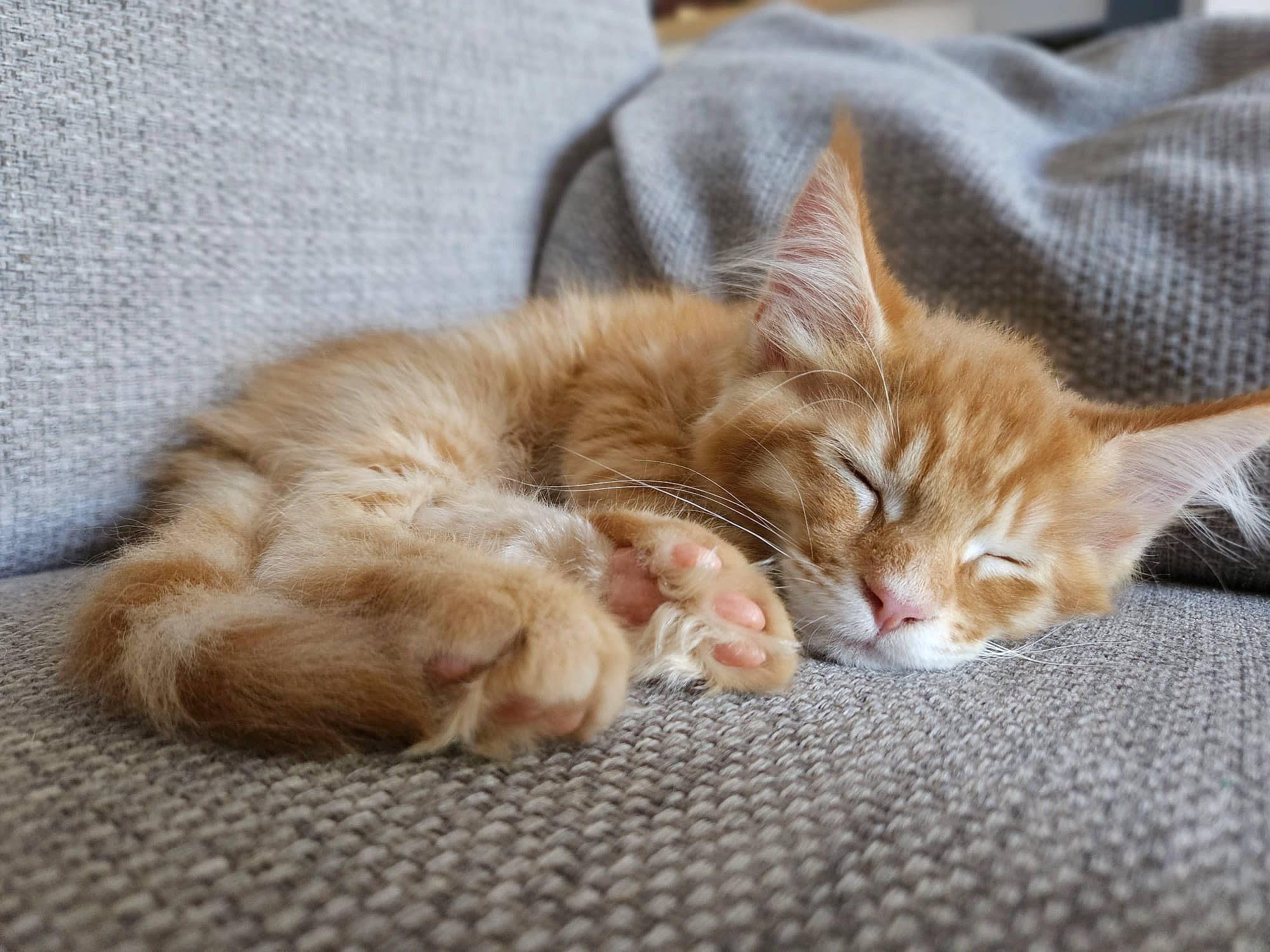 Drax joined the competition — help win amazing prizes! carnivore, cat, claw, comfort, domestic_short_haired_cat, fawn, felidae, fur, nap, paw, small_to_medium_sized_cats, snout, tail, whiskers