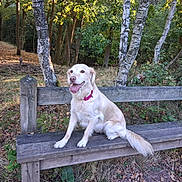 Nala a rejoint le concours — aidez-le/la à gagner de superbes lots ! dog, golden_retriever, bench, wood, forest, trees, birch_trees, leaves, grass, nature, outdoor, sunlight, happy, pet, animal, collar, sitting, smiling, autumn, park