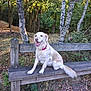 animal, autumn, bench, birch_trees, collar, dog, forest, golden_retriever, grass, happy, leaves, nature, outdoor, park, pet, sitting, smiling, sunlight, trees, wood