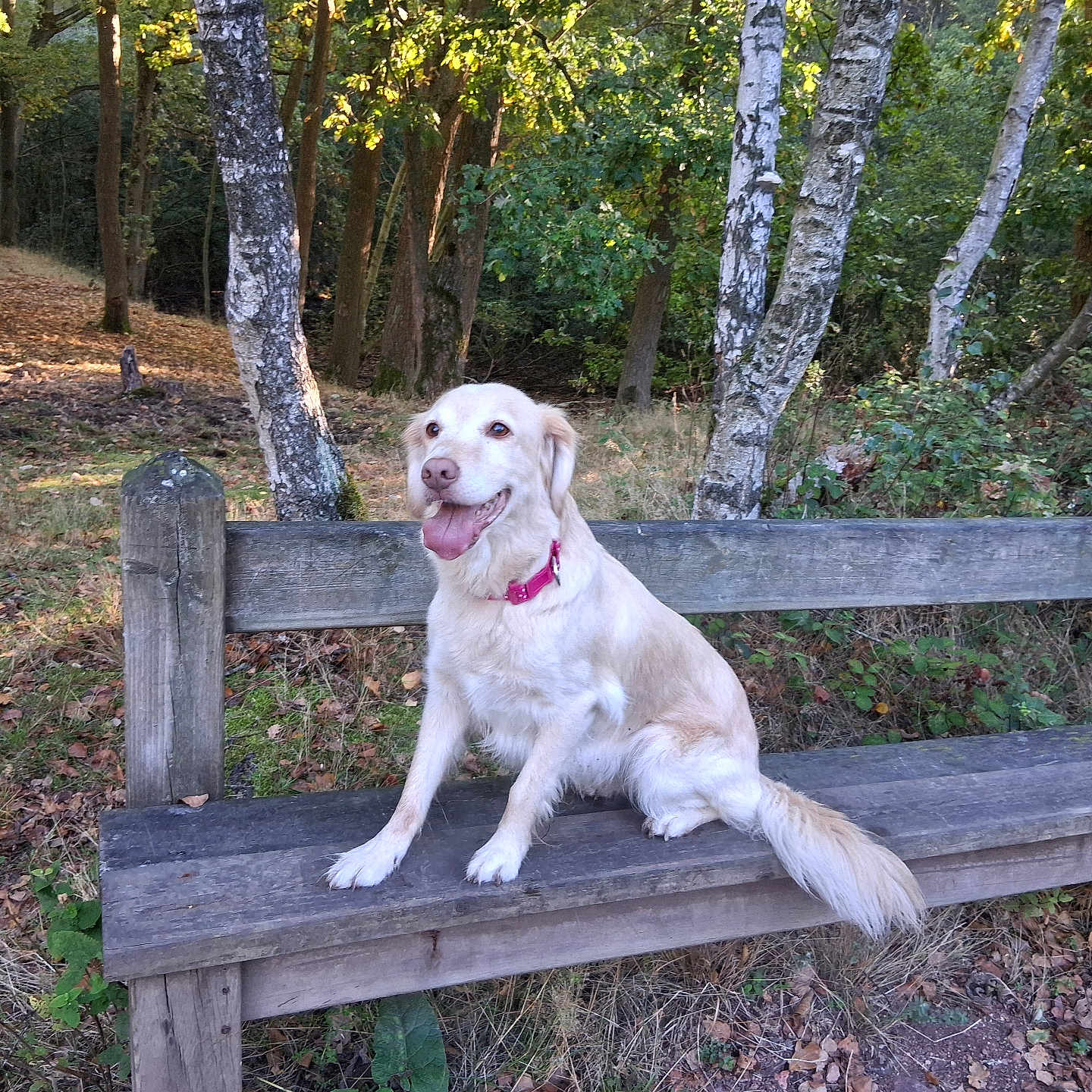 Nala a rejoint le concours — aidez-le/la à gagner de superbes lots ! animal, autumn, bench, birch_trees, collar, dog, forest, golden_retriever, grass, happy, leaves, nature, outdoor, park, pet, sitting, smiling, sunlight, trees, wood