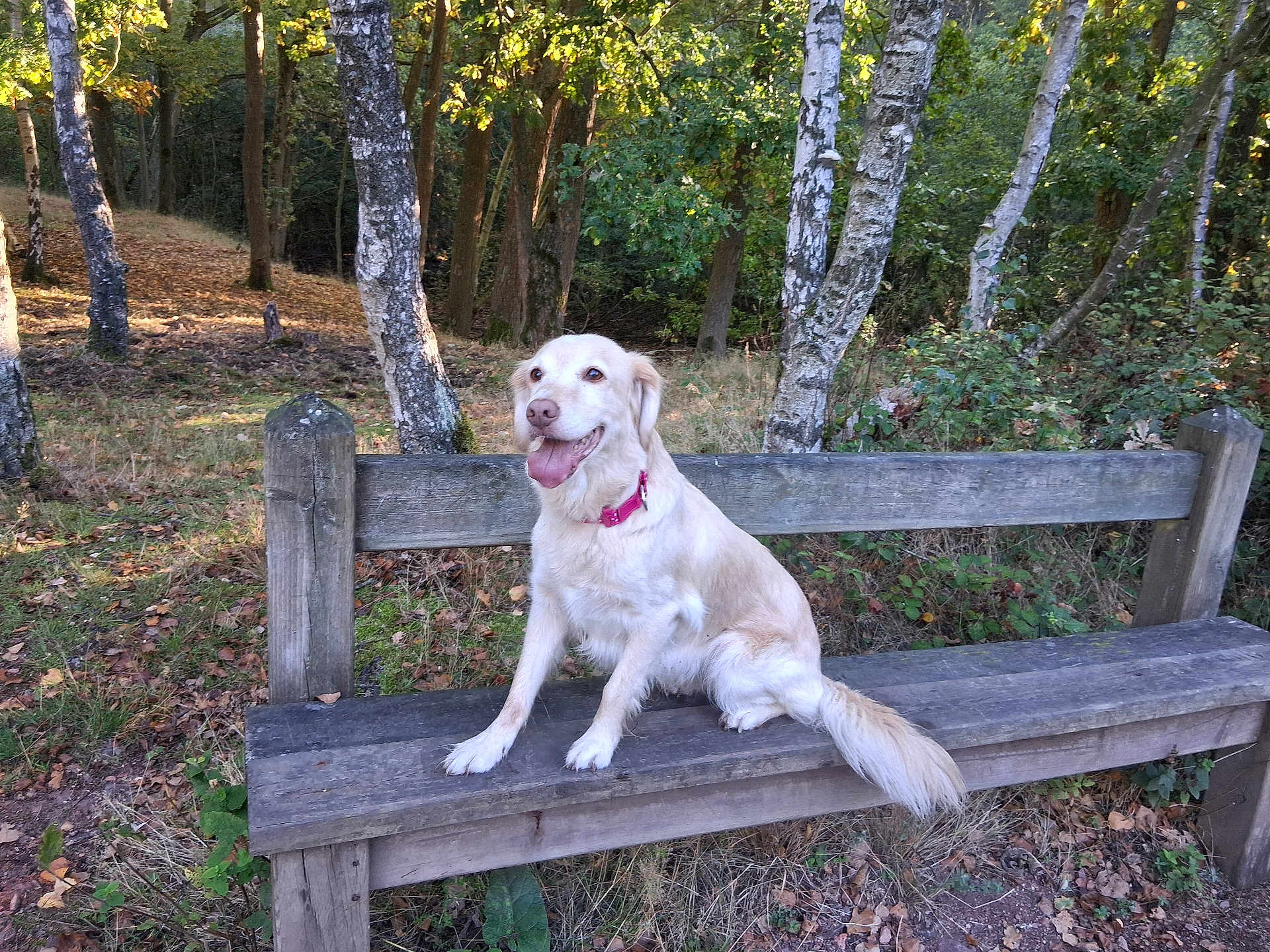 Nala a rejoint le concours — aidez-le/la à gagner de superbes lots ! dog, golden_retriever, bench, wood, forest, trees, birch_trees, leaves, grass, nature, outdoor, sunlight, happy, pet, animal, collar, sitting, smiling, autumn, park
