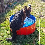 Raven a rejoint le concours — aidez-le/la à gagner de superbes lots ! dog, puppy, german_shepherd, water, pool, grass, backyard, sunlight, pet, outdoor, playful, animal, young_dog, summer, blue_pool, orange_pool, curious, fur, tail, garden