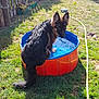dog, puppy, german_shepherd, water, pool, grass, backyard, sunlight, pet, outdoor, playful, animal, young_dog, summer, blue_pool, orange_pool, curious, fur, tail, garden
