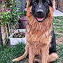 Raven a rejoint le concours — aidez-le/la à gagner de superbes lots ! dog, german_shepherd, grass, garden, flower, plant, pet, canine, outdoor, animal, fur, ears, tongue, sitting, nature, leaf, wooden_fence, potted_plant, smiling, portrait
