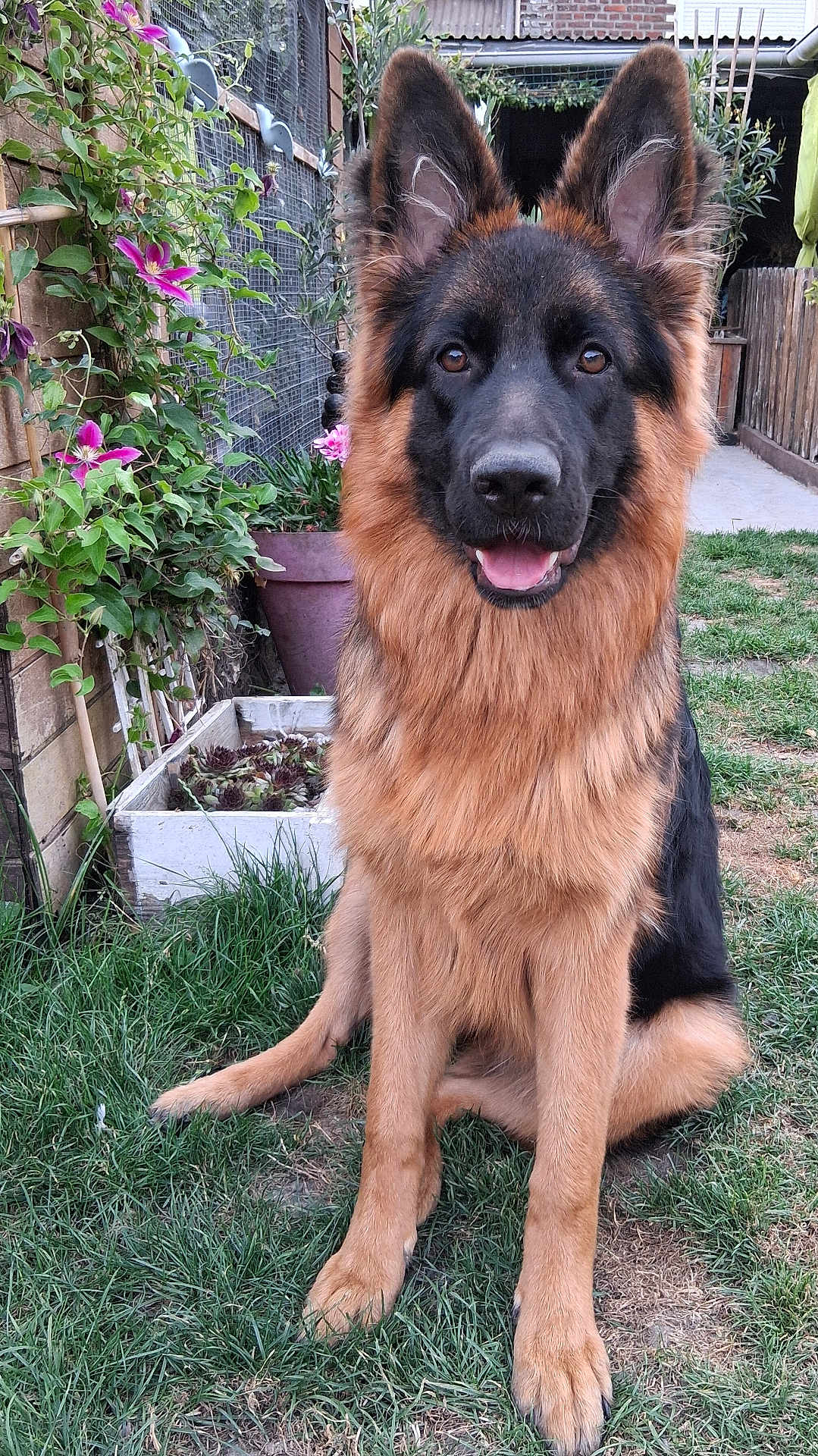 Raven a rejoint le concours — aidez-le/la à gagner de superbes lots ! dog, german_shepherd, grass, garden, flower, plant, pet, canine, outdoor, animal, fur, ears, tongue, sitting, nature, leaf, wooden_fence, potted_plant, smiling, portrait