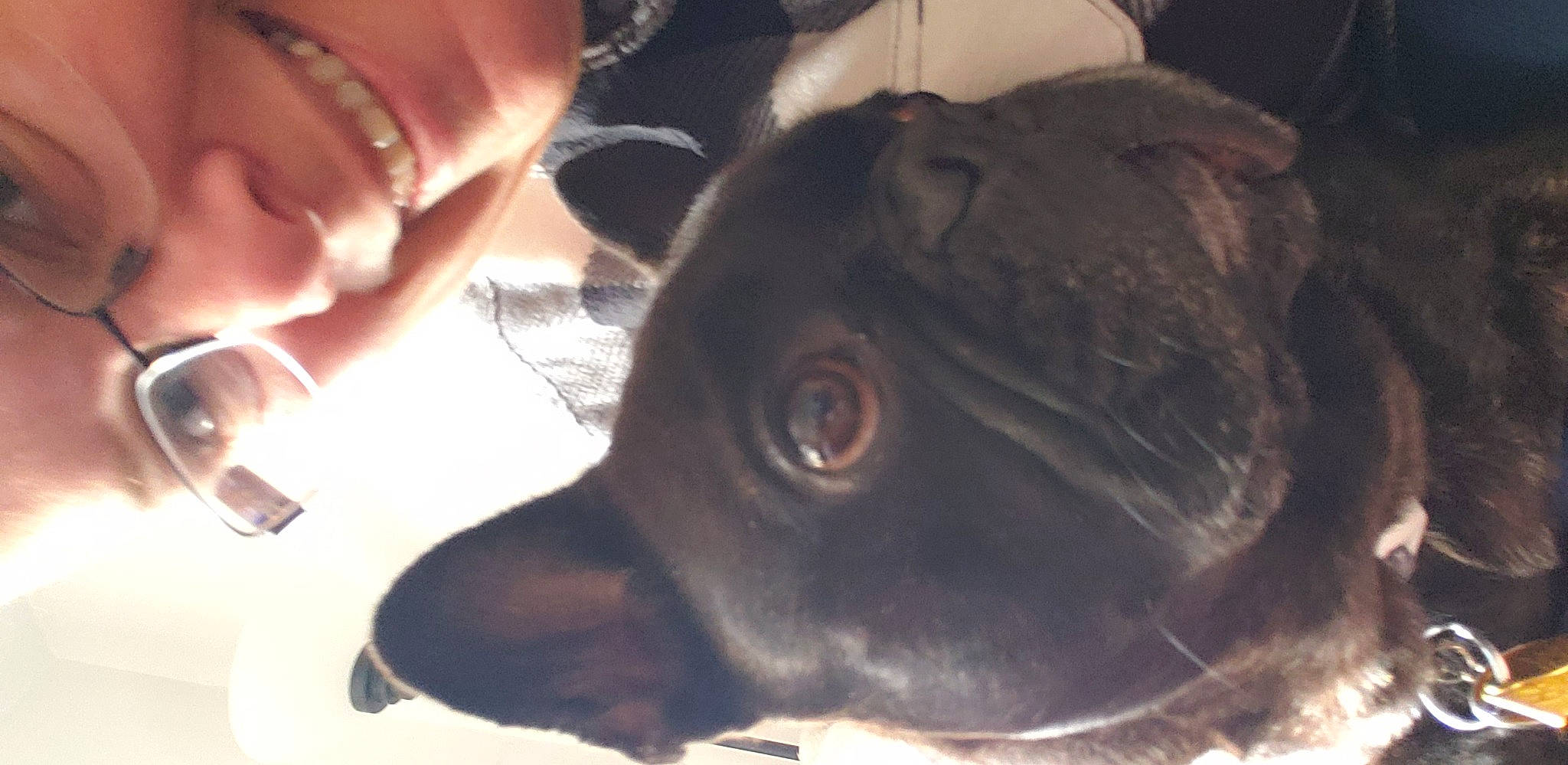 Blaze is registered to the contest to win money with this photo: canidae, carnivore, companion_dog, dog, dog_breed, ear, fawn, felidae, fur, gesture, head, iris, jaw, liver, small_to_medium_sized_cats, snout, sporting_group, terrestrial_animal, whiskers, working_animal