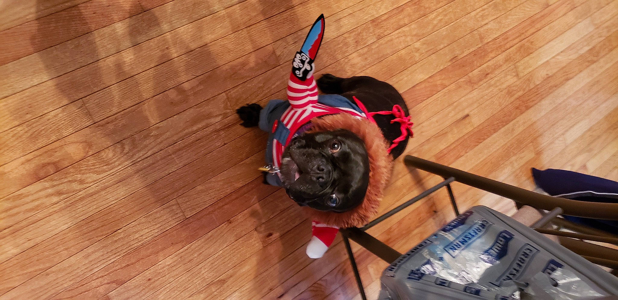 Blaze joined the competition — help win amazing prizes! bag, carnivore, collar, companion_dog, dog, dog_breed, dog_supply, fawn, floor, flooring, hardwood, laminate_flooring, leash, pet_supply, snout, tail, wood, wood_flooring, wood_stain, working_animal