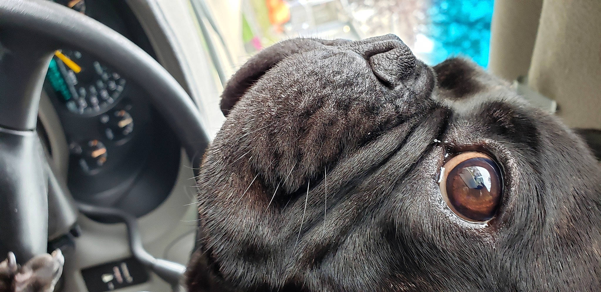 Blaze joined the competition — help win amazing prizes! automotive_design, automotive_mirror, car, carnivore, companion_dog, dog, dog_breed, ear, fawn, grey, liver, motor_vehicle, personal_luxury_car, snout, steering_wheel, terrestrial_animal, vehicle, whiskers, working_animal, wrinkle