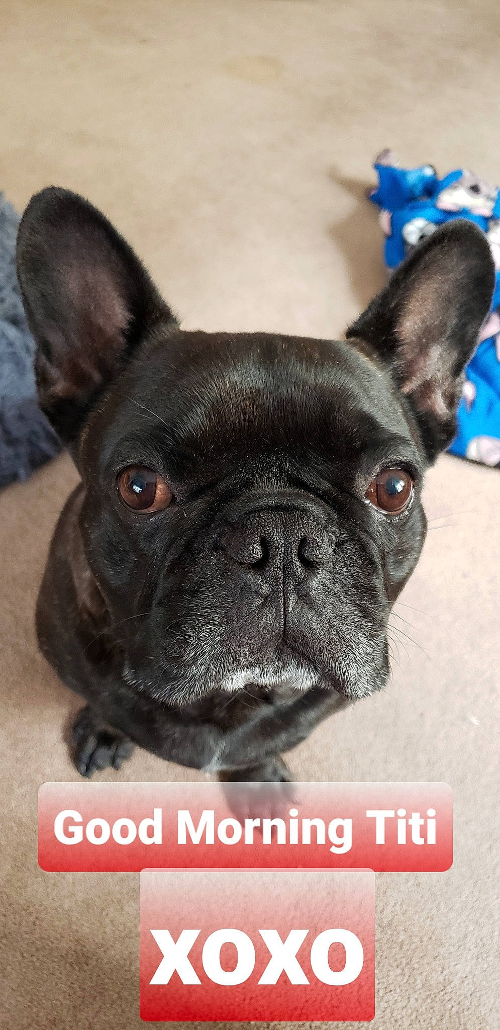 Blaze joined the competition — help win amazing prizes! blue, bulldog, canidae, carnivore, companion_dog, dog, dog_breed, ear, electric_blue, fawn, french_bulldog, non_sporting_group, photography, snout, terrestrial_animal, toy_dog, whiskers, working_animal, wrinkle