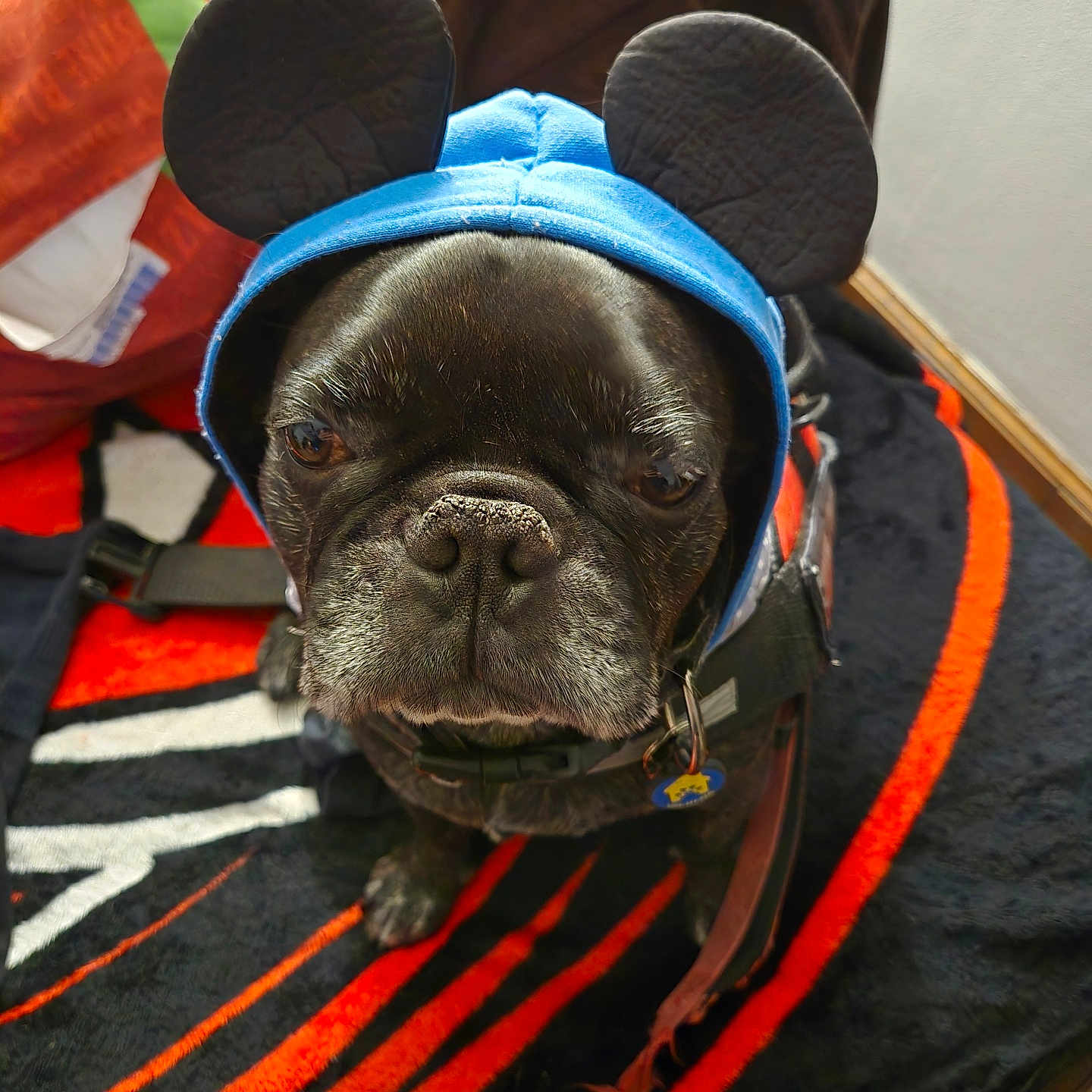 Blaze joined the competition — help win amazing prizes! animal, boxer, boy, bulldog, canine, cap, child, clothing, dog, frenchbulldog, hat, male, person, pet, pitbull, pug, puppy, sleeping