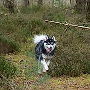 Rocket participe au concours pour gagner de l'argent avec cette photo : dog, husky, animal, running, forest, nature, outdoor, greenery, trees, bushes, canine, happy, tongue_out, fur, wildlife, playful, pet, walking, daylight, wilderness