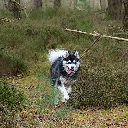 Rocket