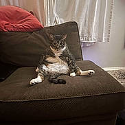 Sanchi is registered to the contest to win money with this photo: cat, tabby_cat, indoor, couch, furniture, curtains, pillow, brown_couch, relaxed, animal, pet, sitting, looking_at_camera, cozy, home, tabby, fur, whiskers, floor, living_room